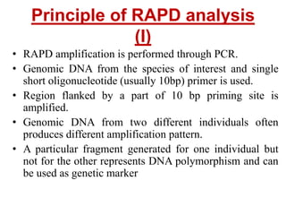 Principle of RAPD analysis
(I)
• RAPD amplification is performed through PCR.
• Genomic DNA from the species of interest and single
short oligonucleotide (usually 10bp) primer is used.
• Region flanked by a part of 10 bp priming site is
amplified.
• Genomic DNA from two different individuals often
produces different amplification pattern.
• A particular fragment generated for one individual but
not for the other represents DNA polymorphism and can
be used as genetic marker
 