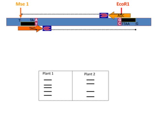 AT
AATT
G
TA
T
TAG
AGC
TTAA
Mse 1 EcoR1
Plant 1 Plant 2
 