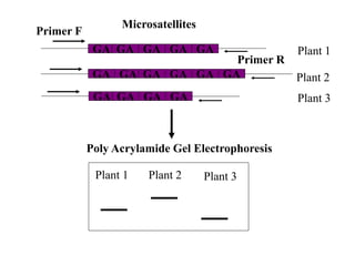 GA GA GA GA
GA GA GA GA GA GA
GA GA GA GA GA Plant 1
Plant 3
Plant 2
Plant 1 Plant 2 Plant 3
Primer F
Primer R
Microsatellites
Poly Acrylamide Gel Electrophoresis
 