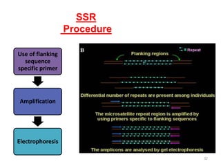 SSR
Procedure
32
Use of flanking
sequence
specific primer
Amplification
Electrophoresis
 