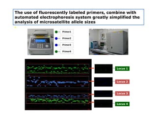 The use of fluorescently labeled primers, combine with
automated electrophoresis system greatly simplified the
analysis of microsatellite allele sizes
• The use of fluorescently labeled primers, combine with
automated electrophoresis
Primer1
Primer2
Primer4
Primer3
10 2 10 4 10 6 10 8 11 0 11 2 11 4 11 6 11 8 12 0 12 2 12 4 12 6 12 8 13 0 13 2 13 4 13 6 13 8 14 0 14 2 14 4 14 6 14 8 15 0
29_1 0.fs a 1 0 Green
20 00
40 00
60 00
12 2.29
30_1 2.fs a 1 2 Green
10 00
20 00
30 00
40 00
11 9.09 12 2.28
31_1 4.fs a 1 4 Green
10 00
20 00
12 0.24 12 4.18
32_1 6.fs a 1 6 Green
10 00
20 00
30 00
12 3.34 13 1.42
33_0 1.fs a 1 Green
10 00
20 00
12 0.23 12 6.40
34_0 3.fs a 3 Green
20 00
40 00
12 0.24 12 4.33
35_0 5.fs a 5 Green
10 00
20 00
12 0.24 12 2.29
Locus 1
P
e
a
k
: S
c
a
n 2
9
4
6 S
i
z
e 1
0
6
.
6
7 H
e
i
g
h
t 1
0
8 A
r
e
a 7
7
5
92 94 96 98 10 0 10 2 10 4 10 6 10 8 11 0 11 2 11 4 11 6 11 8 12 0 12 2 12 4 12 6 12 8 13 0 13 2 13 4 13 6 13 8 14
017_ 01.fsa 1 Blu e
10 7.62 11 1.87
018_ 03.fsa 3 Blu e
10 9.75 11 6.16
019_ 05.fsa 5 Blu e
10 7.69
020_ 07.fsa 7 Blu e
10 9.78
021_ 09.fsa 9 Blu e
10 9.78 11 1.88
022_ 11.fsa 1 1 Blu e
10 9.69 11 8.45
023_ 13.fsa 1 3 Blu e
10 3.36 10 7.59
Locus 2
P
e
a
k
: S
c
a
n 3
1
0
0 S
i
z
e 2
5
7
.
2
5 H
e
i
g
h
t 1
1
0 A
r
e
a 6
6
8
24 2 24 4 24 6 24 8 25 0 25 2 25 4 25 6 25 8 26 0 26 2 26 4 26 6 26 8 27 0 27 2 27 4 27 6 27 8 28 0 28 2 28 4 28 6 28 8 29 0
1a.fsa 3 4 Blu e
10 00
20 00
26 0.20
2a.fsa 2 6 Blu e
10 00
20 00
26 0.20
26 1.18
3a.fsa 3 1 Blu e
20 0
40 0
60 0
80 0
26 1.18
4a.fsa 2 0 Blu e
30 0
60 0
90 0
26 0.20 26 6.10
5a.fsa 8 Blu e
30 0
60 0
90 0
26 6.10
6a.fsa 3 5 Blu e
50 0
10 00
15 00
20 00
26 6.04
26 7.01
7a.fsa 3 6 Blu e
50 0
10 00
15 00
26 7.06
Locus 3
Peak: Scan 1919 Size 149.07 Height 67 Area 309
13 2 13 4 13 6 13 8 14 0 14 2 14 4 14 6 14 8 15 0 15 2 15 4 15 6 15 8 16 0 16 2 16 4 16 6 16 8 17 0 17 2 17 4 17 6 17 8 18 0 18 2 18 4 18 6 18 8 19 0
04b.fsa 1 0 Green
10 00
20 00
30 00
15 0.93 15 5.07
05b.fsa 1 3 Green
10 00
20 00
30 00
15 5.07 16 3.02
06b.fsa 1 6 Green
10 00
20 00
30 00
15 5.02 16 3.02
07b.fsa 1 9 Green
10 00
20 00
30 00
15 5.13 16 3.02
08b.fsa 2 2 Green
10 00
20 00
30 00
40 00
15 0.94 15 8.96
09b.fsa 2 Green
10 00
20 00
30 00
40 00
15 5.02 16 3.00
10b.fsa 5 Green
10 00
20 00
30 00
40 00
15 0.94 15 5.02
11b.fsa 8 Green
10 00
20 00
30 00
40 00
15 5.07
Locus 4
 