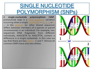 SINGLE NUCLEOTIDE
POLYMORPHISM (SNPs)
 