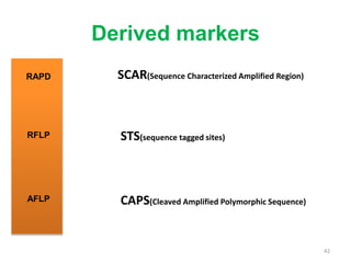 Derived markers
42
RAPD
RFLP
AFLP
STS(sequence tagged sites)
SCAR(Sequence Characterized Amplified Region)
CAPS(Cleaved Amplified Polymorphic Sequence)
 