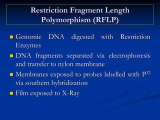 Restriction Fragment Length
Polymorphism (RFLP)
 Genomic DNA digested with Restriction
Enzymes
 DNA fragments separated via electrophoresis
and transfer to nylon membrane
 Membranes exposed to probes labelled with P32
via southern hybridization
 Film exposed to X-Ray
 