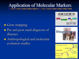  Gene mapping
 Pre and post natal diagnosis of
diseases
 Anthropological and molecular
evolution studies
 