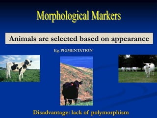 Animals are selected based on appearance
Eg. PIGMENTATION
Disadvantage: lack of polymorphism
 