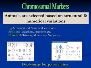 Animals are selected based on structural &
numerical variations
Eg. Structural and Numerical Variations
Structural- Deletions, Insertions etc.
Numerical- Trisomy, Monosomy, Nullysomy
Disadvantage: low polymorphism
 