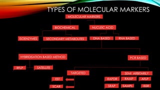 Molecular markers1.. in genomicssssspptx | PPTX