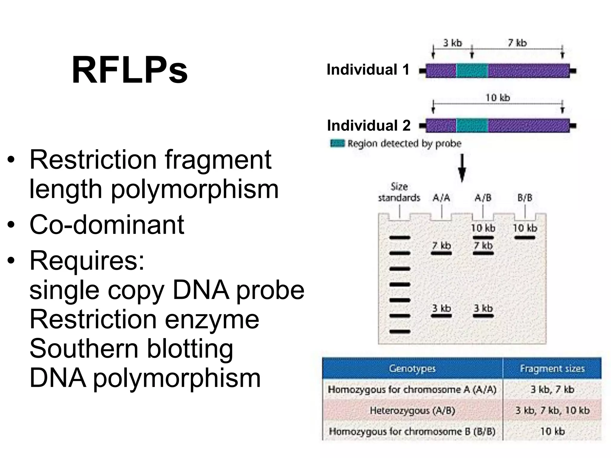 RFLPs
• Restriction fragment
length polymorphism
• Co-dominant
• Requires:
single copy DNA probe
Restriction enzyme
Southern blotting
DNA polymorphism
Individual 1
Individual 2
 