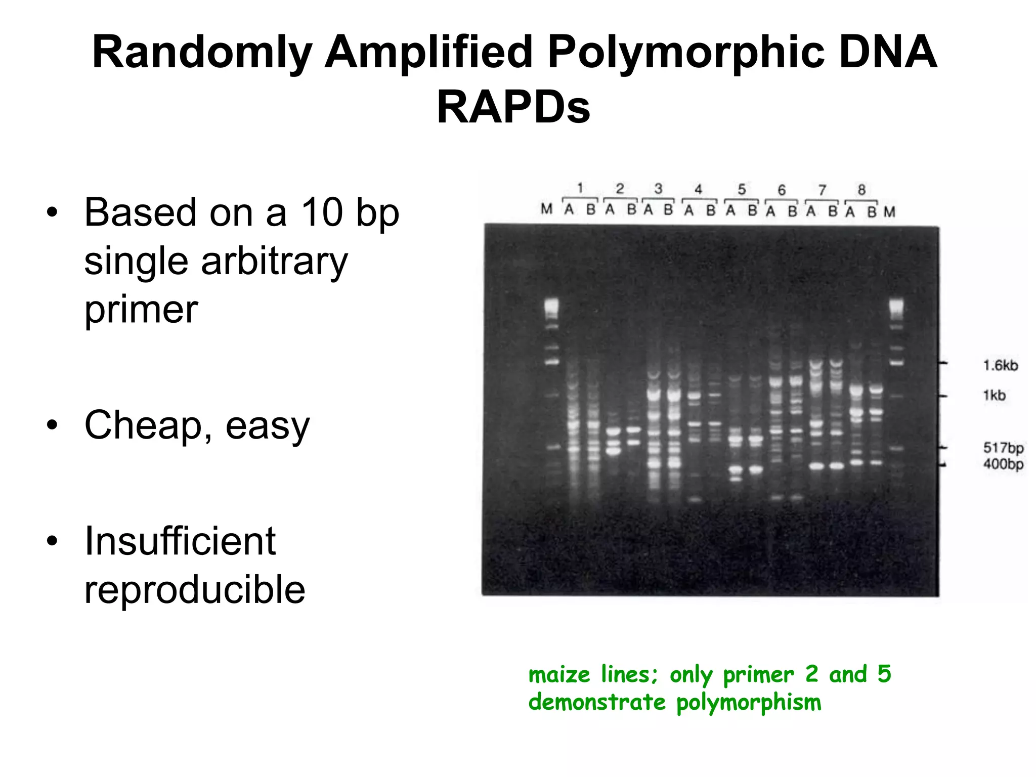 Randomly Amplified Polymorphic DNA
RAPDs
• Based on a 10 bp
single arbitrary
primer
• Cheap, easy
• Insufficient
reproducible
maize lines; only primer 2 and 5
demonstrate polymorphism
 