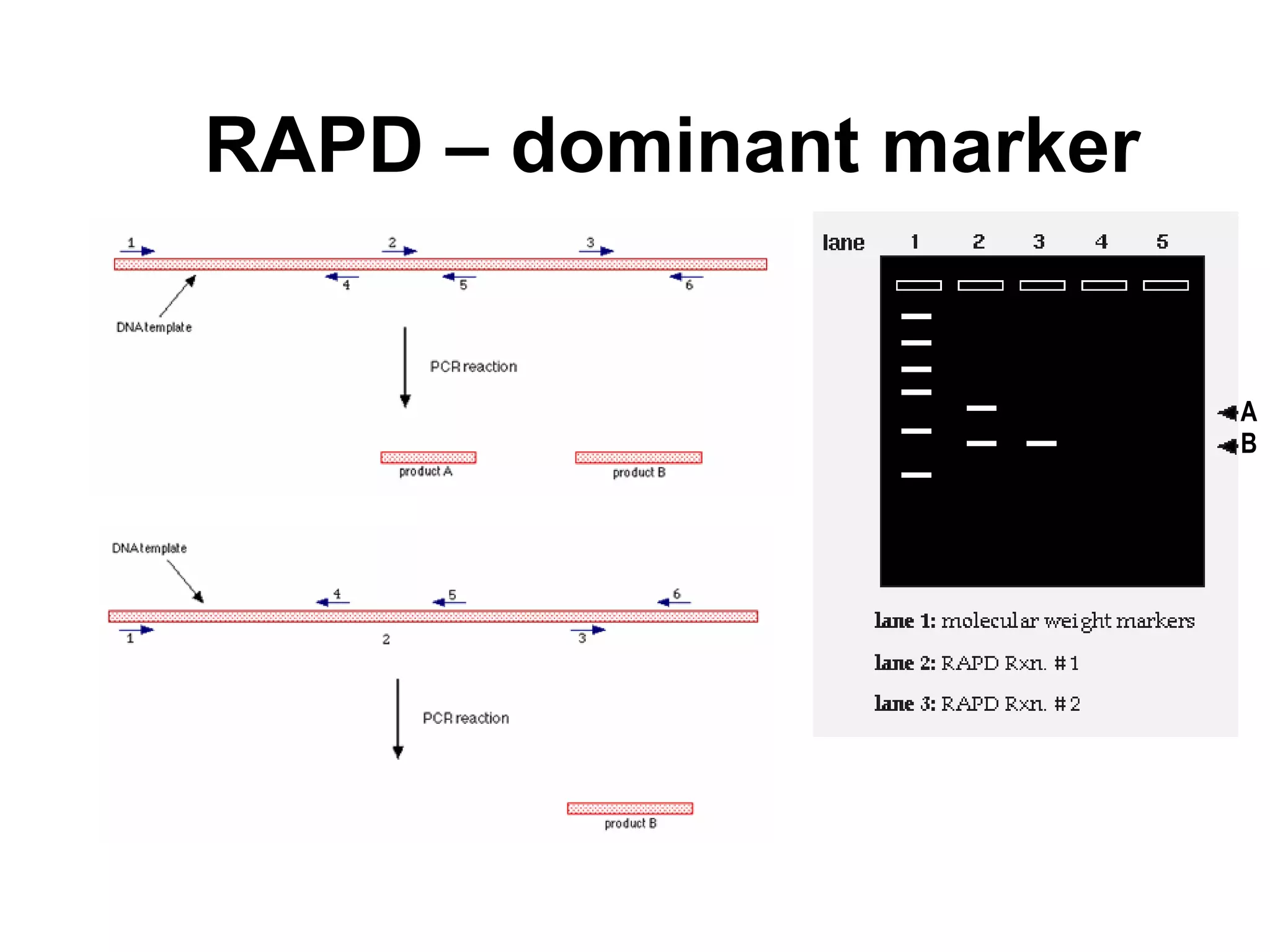 RAPD – dominant marker
A
B
 