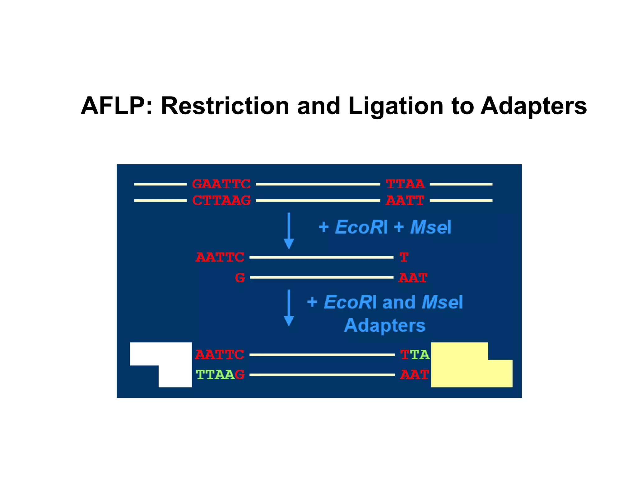 AFLP: Restriction and Ligation to Adapters
 
