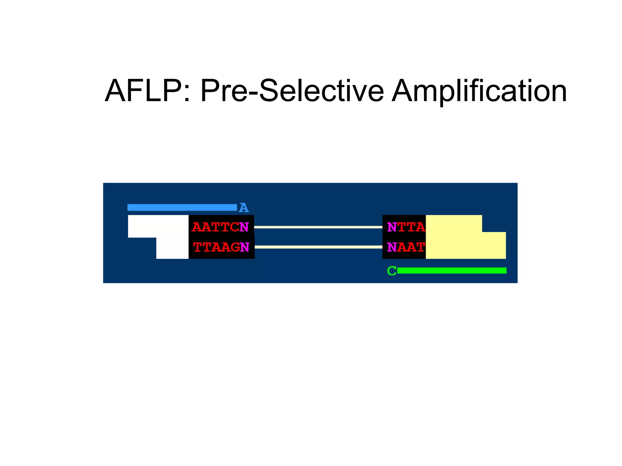 AFLP: Pre-Selective Amplification
Primer (+ 1) for pre-selective amplification
 