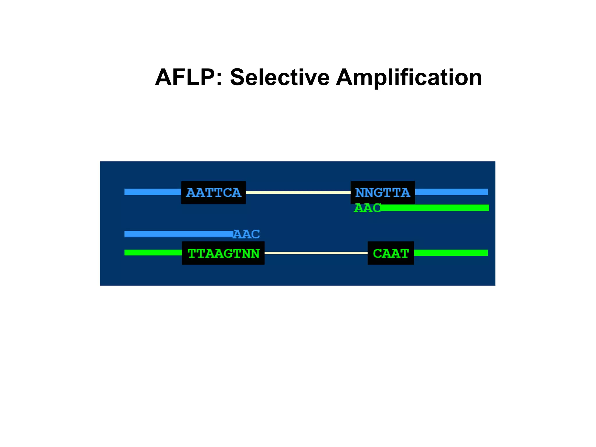 AFLP: Selective Amplification
Primer (+ 3) for selective amplification
 