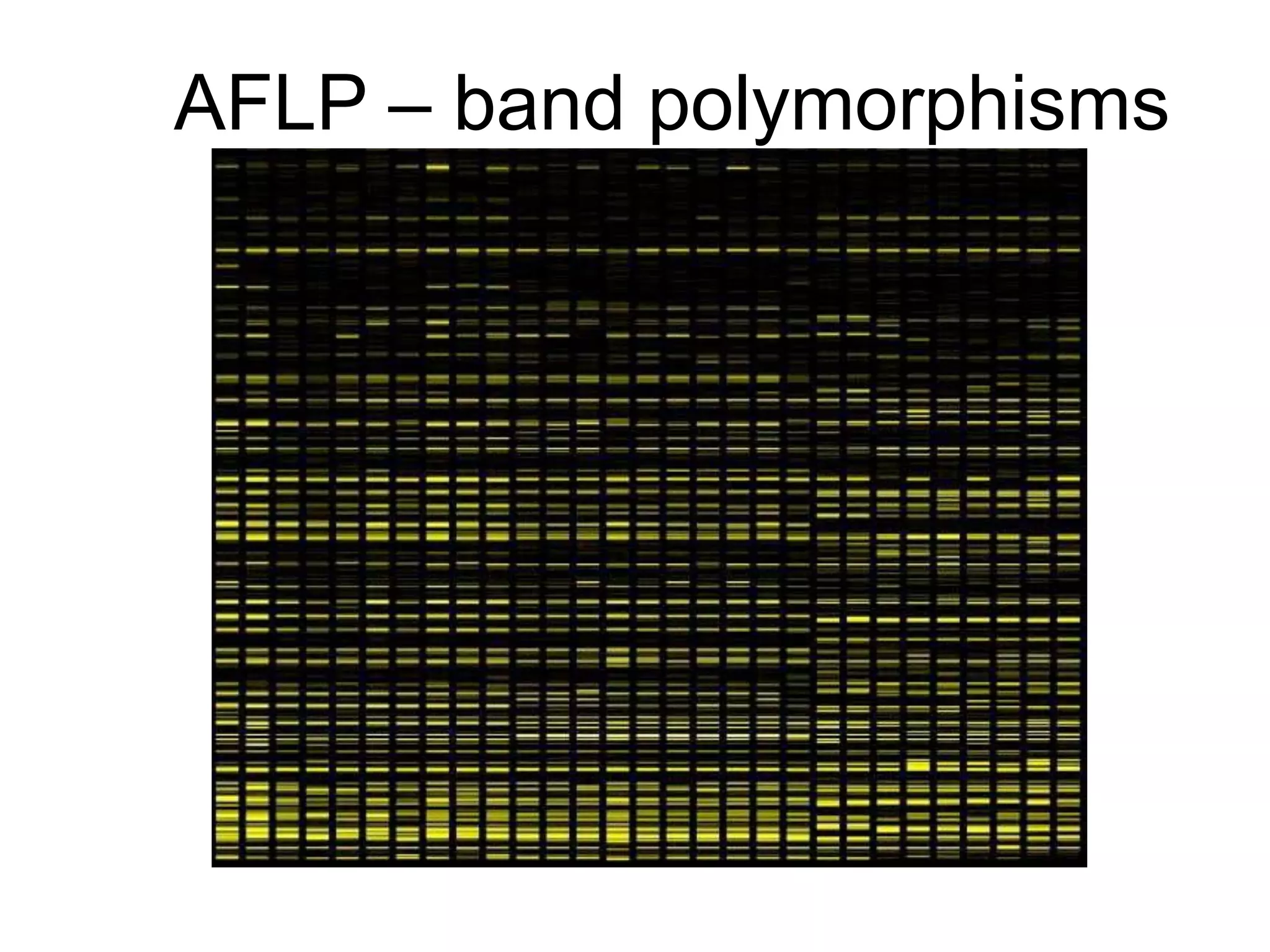 AFLP – band polymorphisms
 