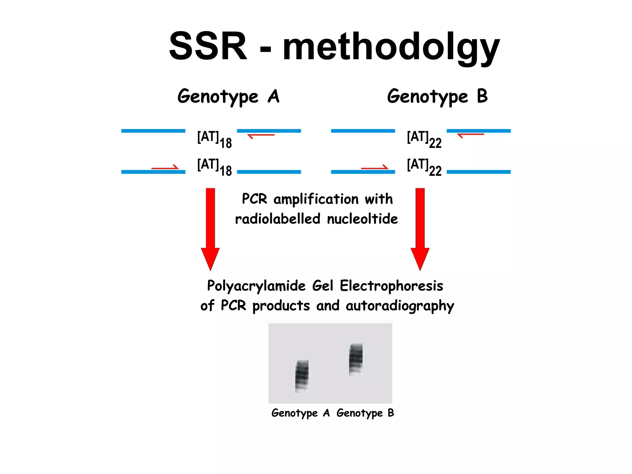 SSR - methodolgy
Genotype A
Genotype A Genotype B
PCR amplification with
radiolabelled nucleoltide
Polyacrylamide Gel Electrophoresis
of PCR products and autoradiography
[AT]18 [AT]22
[AT]
18
[AT]
22
Genotype B
 