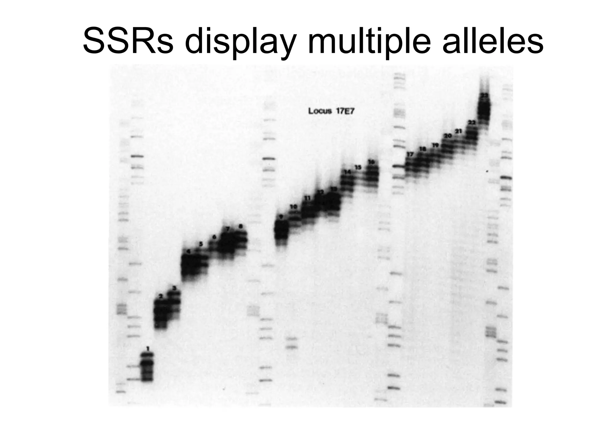 SSRs display multiple alleles
 