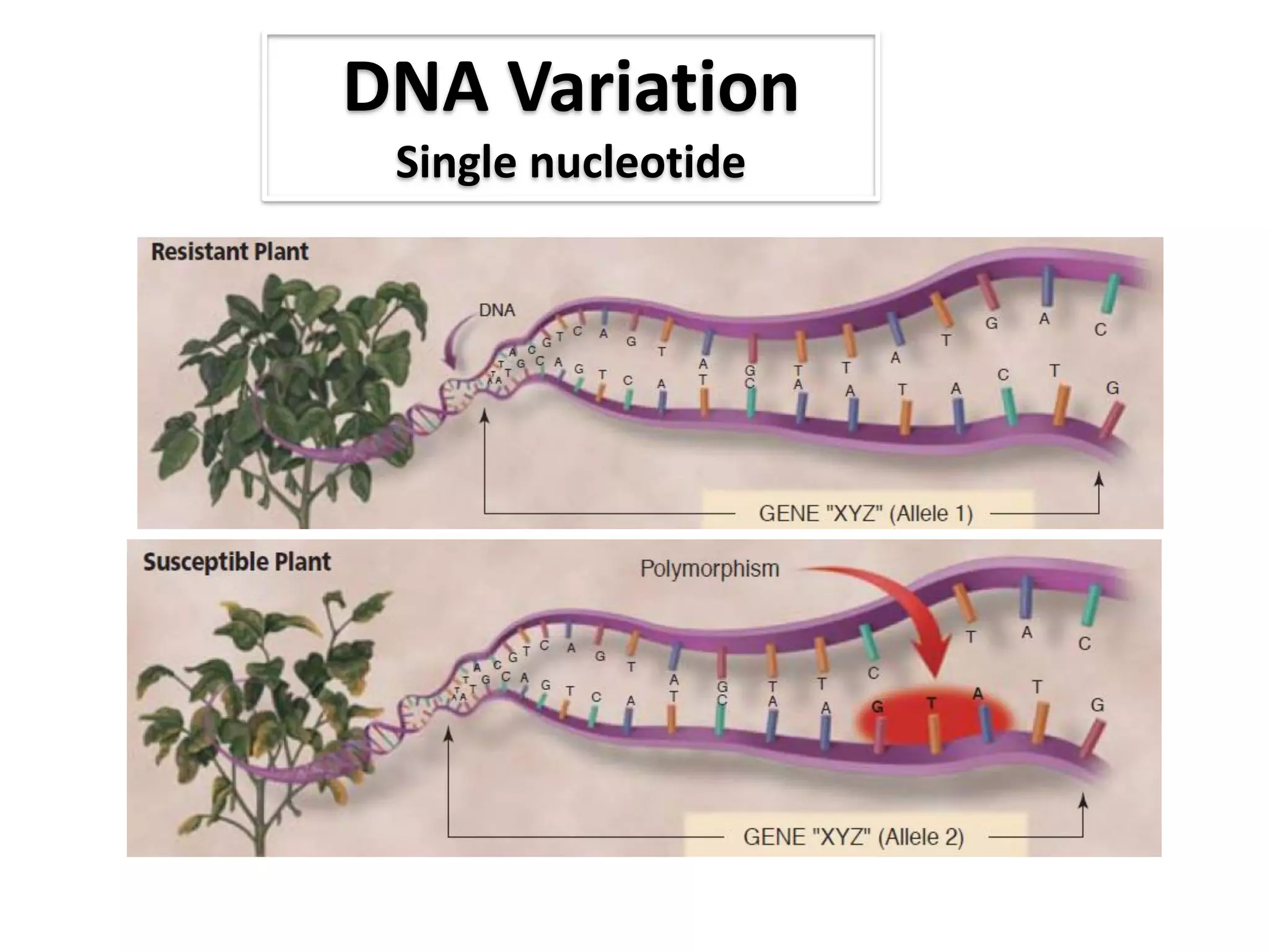 DNA Variation
Single nucleotide
 