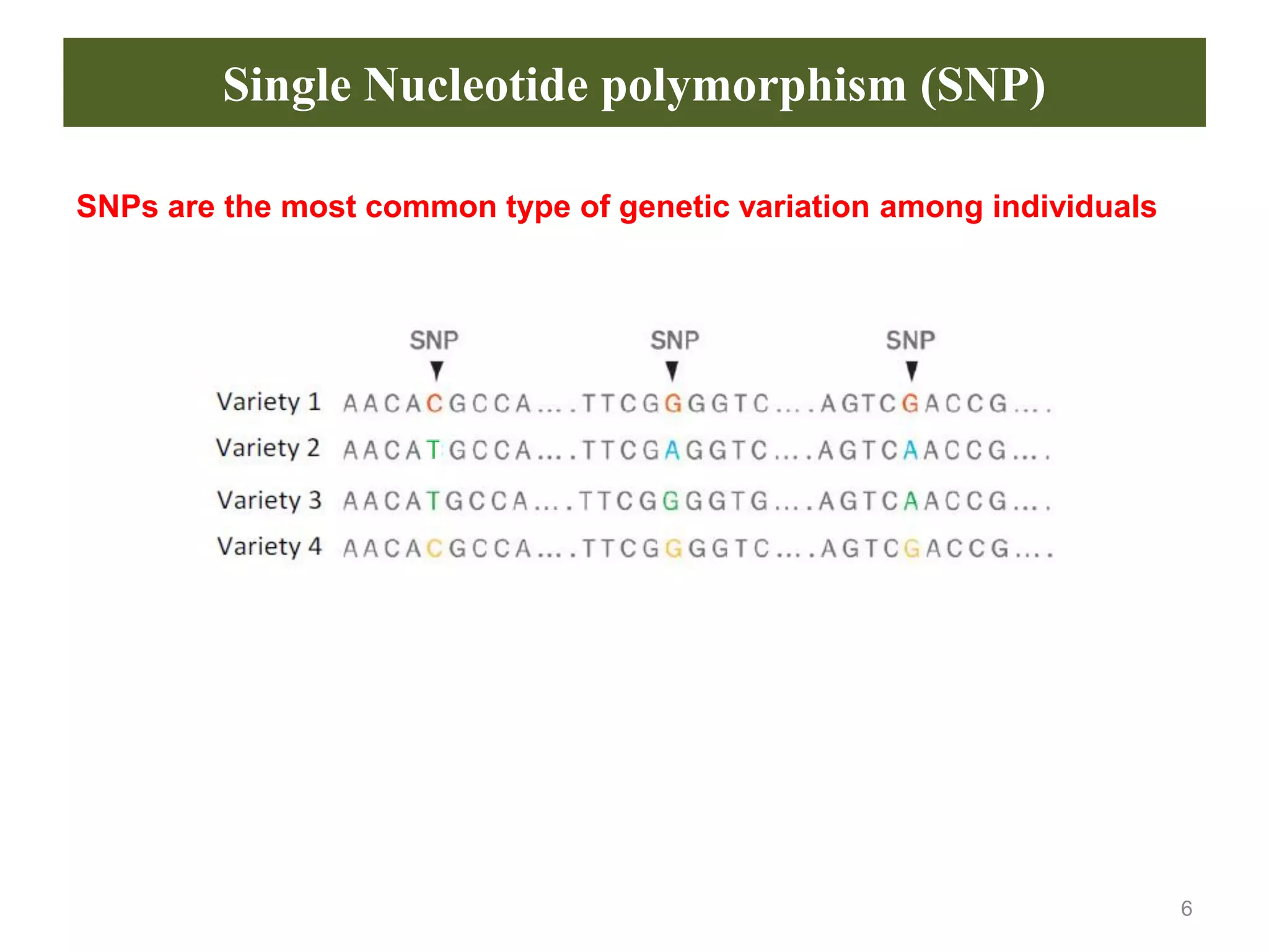 Single Nucleotide polymorphism (SNP)
6
SNPs are the most common type of genetic variation among individuals
 