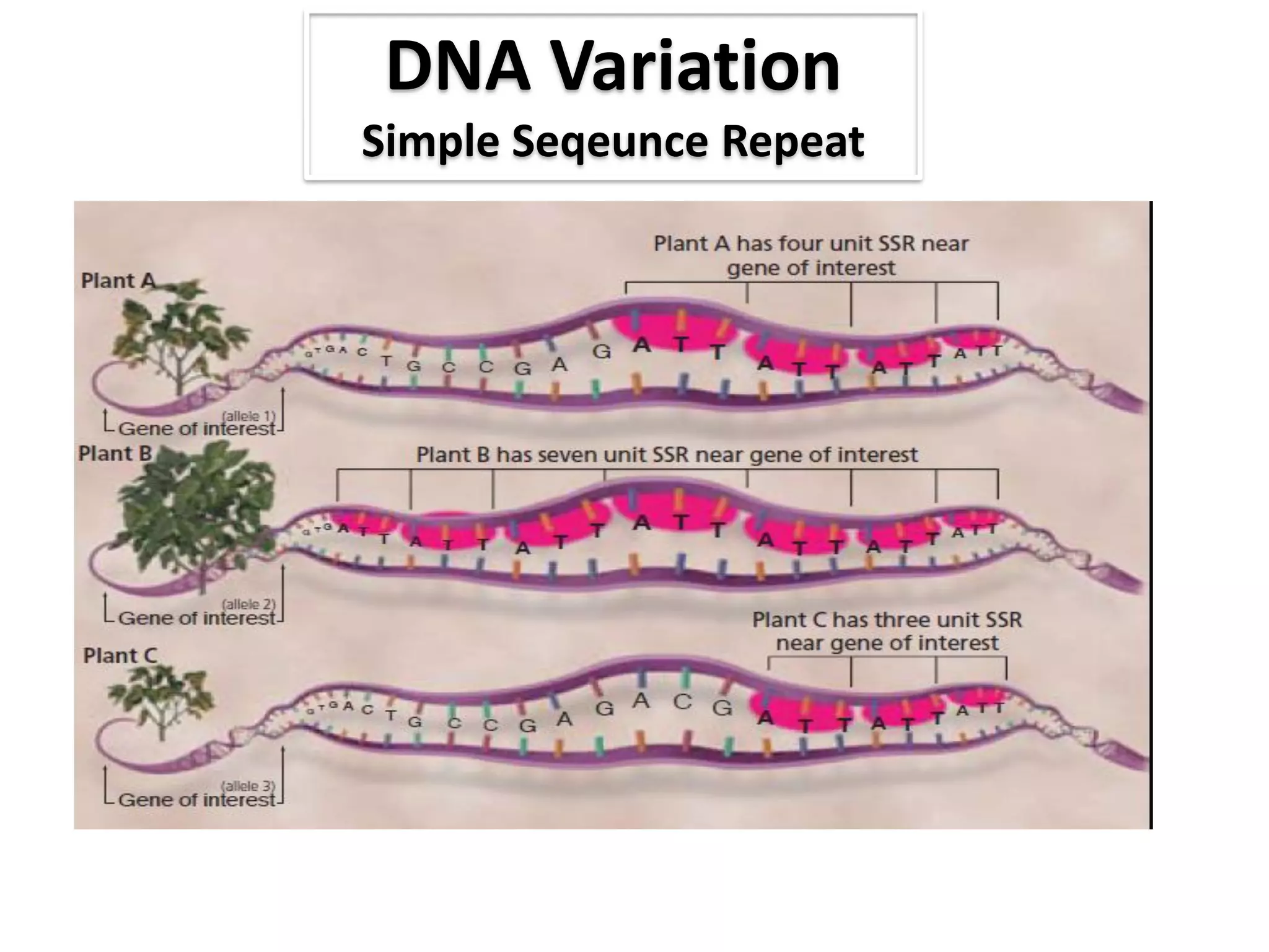DNA Variation
Simple Seqeunce Repeat
 