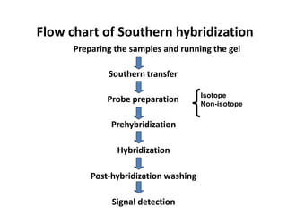 Flow chart of Southern hybridization
Preparing the samples and running the gel
Southern transfer
Probe preparation
Prehybridization
Hybridization
Post-hybridization washing
Signal detection
Isotope
Non-isotope
 