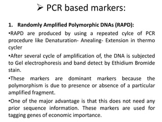  PCR based markers:
1. Randomly Amplified Polymorphic DNAs (RAPD):
•RAPD are produced by using a repeated cylce of PCR
procedure like Denaturation- Anealing- Extension in thermo
cycler
•After several cycle of amplification of, the DNA is subjected
to Gel electrophoresis and band detect by Ethidium Bromide
stain.
•These markers are dominant markers because the
polymorphism is due to presence or absence of a particular
amplified fragment.
•One of the major advantage is that this does not need any
prior sequence information. These markers are used for
tagging genes of economic importance.
 