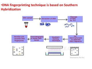 •DNA fingerprinting technique is based on Southern
Hybridization
 