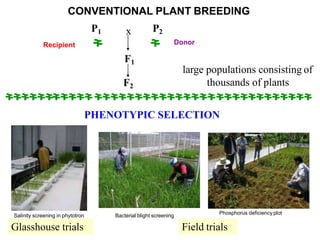 F1
F2
P1 P2x
large populations consisting of
thousands of plants
PHENOTYPIC SELECTION
Field trialsGlasshouse trials
DonorRecipient
CONVENTIONAL PLANT BREEDING
Salinity screening in phytotron Bacterial blight screening
Phosphorus deficiencyplot
 