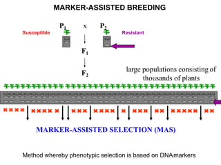 F2
F1
P1 x P2
large populations consisting of
thousands of plants
ResistantSusceptible
MARKER-ASSISTED SELECTION (MAS)
MARKER-ASSISTED BREEDING
Method whereby phenotypic selection is based on DNAmarkers
 
