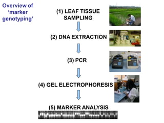 (1) LEAF TISSUE
SAMPLING
(2) DNA EXTRACTION
(3) PCR
(4) GEL ELECTROPHORESIS
(5) MARKER ANALYSIS
Overview of
‘marker
genotyping’
 