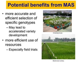 Potential benefits from MAS
• more accurate and
efficient selection of
specific genotypes
– May lead to
accelerated variety
development
• more efficient use of
resources
– Especially field trials
Crossing house
Backcross nursery
 
