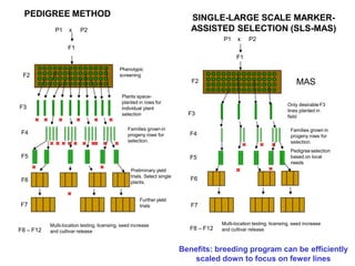 PEDIGREE METHOD
P1 x P2
F1
F2
F3
F4
F5
F6
F7
F8 – F12
Phenotypic
screening
Plants space-
planted in rows for
individual plant
selection
Families grown in
progeny rows for
selection.
Preliminary yield
trials. Select single
plants.
Further yield
trials
Multi-location testing, licensing, seed increase
and cultivar release
P1 x P2
F1
F2
F3
MAS
SINGLE-LARGE SCALE MARKER-
ASSISTED SELECTION (SLS-MAS)
F4
Families grown in
progeny rows for
selection.
Pedigreeselection
based on local
needs
F6
F7
F5
F8 – F12
Multi-location testing, licensing, seed increase
and cultivar release
Only desirableF3
lines planted in
field
Benefits: breeding program can be efficiently
scaled down to focus on fewer lines
 