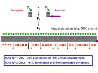 F2
F1
P1 x P2
large populations (e.g. 2000 plants)
ResistantSusceptible
MAS for 1 QTL – 75% elimination of (3/4) unwantedgenotypes
MAS for 2 QTLs – 94% elimination of (15/16) unwanted genotypes
 