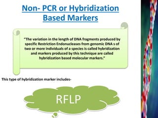 Non- PCR or Hybridization
Based Markers
“The variation in the length of DNA fragments produced by
specific Restriction Endonucleases from genomic DNA s of
two or more individuals of a species is called hybridization
and markers produced by this technique are called
hybridization based molecular markers.”
This type of hybridization marker includes-
RFLP
 