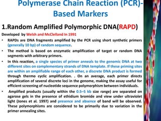 Polymerase Chain Reaction (PCR)-
Based Markers
1.Random Amplified Polymorphic DNA(RAPD)
Developed by Welsh and McClelland In 1991
• RAPDs are DNA fragments amplified by the PCR using short synthetic primers
(generally 10 bp) of random sequence.
• The method is based on enzymatic amplification of target or random DNA
segments with arbitrary primers.
• In this reaction, a single species of primer anneals to the genomic DNA at two
different sites on complementary strands of DNA template. If these priming sites
are within an amplifiable range of each other, a discrete DNA product is formed
through thermo cyclic amplification. . On an average, each primer directs
amplification of several discrete loci in the genome, making the assay useful for
efficient screening of nucleotide sequence polymorphism between individuals.
• Amplified products (usually within the 0.5–5 kb size range) are separated on
agarose gels in the presence of ethidium bromide and view under ultraviolet
light (Jones et al. 1997) and presence and absence of band will be observed.
These polymorphisms are considered to be primarily due to variation in the
primer annealing sites.
 