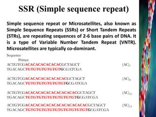 SSR (Simple sequence repeat)
Simple sequence repeat or Microsatellites, also known as
Simple Sequence Repeats (SSRs) or Short Tandem Repeats
(STRs), are repeating sequences of 2-6 base pairs of DNA. It
is a type of Variable Number Tandem Repeat (VNTR).
Microsatellites are typically co-dominant.
Sequence
Primer
ACTGTCGACACACACACACACGCTAGCT (AC)7
TGACAGCTGTGTGTGTGTGTGCGATCGA
ACTGTCGACACACACACACACACGCTAGCT (AC)8
TGACAGCTGTGTGTGTGTGTGTGCGATCGA
ACTGTCGACACACACACACACACACACGCTAGCT (AC)10
TGACAGCTGTGTGTGTGTGTGTGTGTGCGATCGA
ACTGTCGACACACACACACACACACACACACGCTAGCT (AC)12
TGACAGCTGTGTGTGTGTGTGTGTGTGTGTGCGATCGA
 