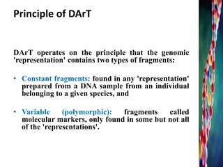 DArT operates on the principle that the genomic
'representation' contains two types of fragments:
• Constant fragments: found in any 'representation'
prepared from a DNA sample from an individual
belonging to a given species, and
• Variable (polymorphic): fragments called
molecular markers, only found in some but not all
of the 'representations'.
Principle of DArT
 