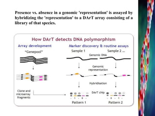 Presence vs. absence in a genomic 'representation' is assayed by
hybridizing the 'representation' to a DArT array consisting of a
library of that species.
 