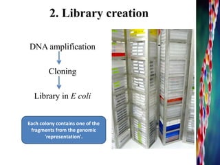 2. Library creation
DNA amplification
Cloning
Library in E coli
13
Each colony contains one of the
fragments from the genomic
'representation'.
 