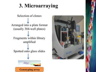 3. Microarraying
Selection of clones
Arranged into a plate format
(usually 384-well plates)
Fragments within library
amplified
Spotted onto glass slides
14Genotyping array
 