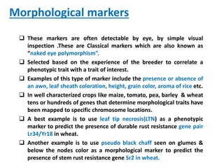 Morphological markers
 These markers are often detectable by eye, by simple visual
inspection .These are Classical markers which are also known as
“naked eye polymorphism”.
 Selected based on the experience of the breeder to correlate a
phenotypic trait with a trait of interest.
 Examples of this type of marker include the presence or absence of
an awn, leaf sheath coloration, height, grain color, aroma of rice etc.
 In well characterized crops like maize, tomato, pea, barley & wheat
tens or hundreds of genes that determine morphological traits have
been mapped to specific chromosome locations.
 A best example is to use leaf tip necrosis(LTN) as a phenotypic
marker to predict the presence of durable rust resistance gene pair
Lr34/Yr18 in wheat.
 Another example is to use pseudo black chaff seen on glumes &
below the nodes color as a morphological marker to predict the
presence of stem rust resistance gene Sr2 in wheat.
 