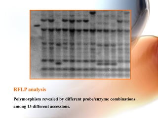 RFLP analysis
Polymorphism revealed by different probe/enzyme combinations
among 13 different accessions.
 