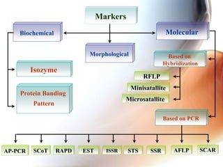 Based on
Hybridization
Markers
Morphological
Biochemical Molecular
Based on PCR
RFLP
Minisatallite
Microsatallite
Isozyme
Protein Banding
Pattern
RAPD SSRISSR AFLPSTS SCARSCoT ESTAP-PCR
 