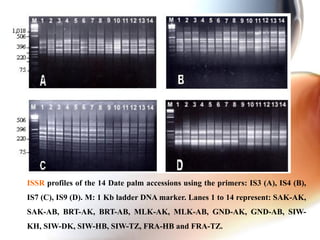 ISSR profiles of the 14 Date palm accessions using the primers: IS3 (A), IS4 (B),
IS7 (C), IS9 (D). M: 1 Kb ladder DNA marker. Lanes 1 to 14 represent: SAK-AK,
SAK-AB, BRT-AK, BRT-AB, MLK-AK, MLK-AB, GND-AK, GND-AB, SIW-
KH, SIW-DK, SIW-HB, SIW-TZ, FRA-HB and FRA-TZ.
 