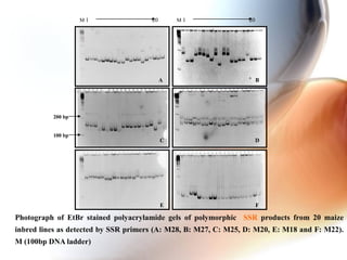 A B
C D
FE
M 1 20 M 1 20
200 bp
100 bp
Photograph of EtBr stained polyacrylamide gels of polymorphic SSR products from 20 maize
inbred lines as detected by SSR primers (A: M28, B: M27, C: M25, D: M20, E: M18 and F: M22).
M (100bp DNA ladder)
 