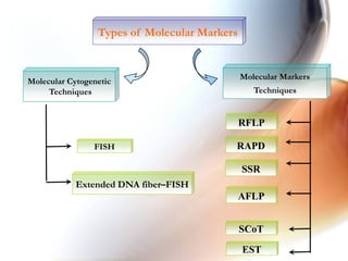 Molecular Cytogenetic
Techniques
Types of Molecular Markers
Molecular Markers
Techniques
FISH
Extended DNA fiber–FISH
RAPD
SSR
AFLP
SCoT
RFLP
EST
 