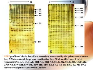 AFLP profiles of the 14 Date Palm accessions as revealed by the primer combination
Eact X Mcta. (A) and the primer combination Eagc X Mcaa. (B). Lanes 1 to 14
represent: SAK-AK, SAK-AB, BRT-AK, BRT-AB, MLK-AK, MLK-AB , GND-AK,
GND-AB, SIW-KH, SIW-DK, SIW-HB, SIW-TZ, FRA-HB and FRA-TZ. M: DNA
molecular weight marker (100 bp Ladder).
 