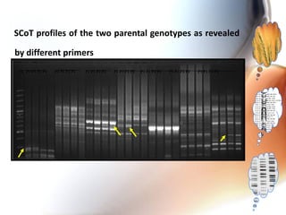 SCoT profiles of the two parental genotypes as revealed
by different primers
M P1 P1 P2 P2 P1 P1 P2 P2 P1 P1 P2 P2 P1 P1 P2 P2 P1 P1 P2 P2 P1 P1 P2 P2 P1 P1 P2 P2
 