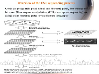 Overview of the EST sequencing process
Clones are picked from petrie dishes into microtitre plates, and archived for
later use. All subsequent manipulations (PCR, clean up and sequencing) are
carried out in microtitre plates to yield medium-throughput.
 