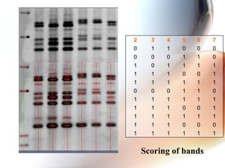765432
000110
011000
111101
100111
111111
011000
111111
100111
111111
000111
111111
Scoring of bands
 